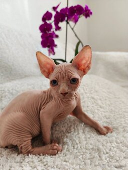 Sphynx koťátka - 4