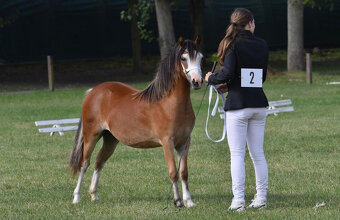 WMP roční klisna - 4