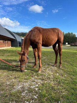 QH hřebeček - ranch linie - 4