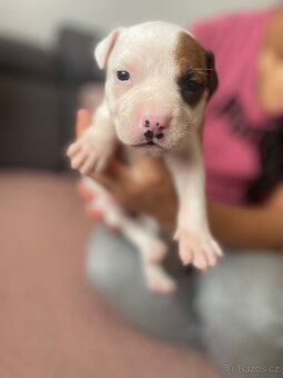 Americký stafordširsky teriér - 4