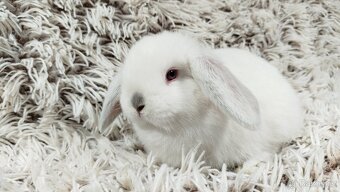 Zakrslý beránek, králíček, králík - MOLLY A MATEO - 4