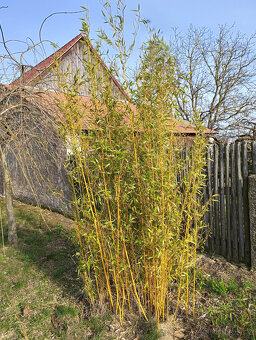 BAMBUSY - odkopky několika kultivarů- - - viz text a fota - 4