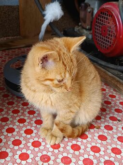 Koťata do dobrých rukou - 4