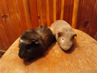 Prodám morčata - 4
