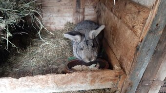 Králíci na chov - 4