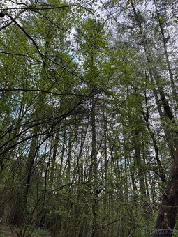 Prodám lesní pozemky v k.ú. Přeštěnice - 4