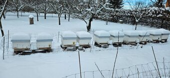 vyzimované včelí oddělky včely včelstva - 4