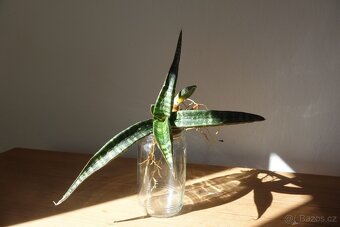 Tchynin jazyk, Sansevieria - 4
