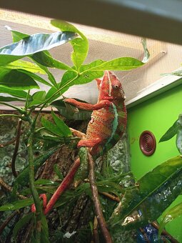 Chameleon pardali - 4