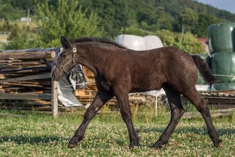 Percheron kobylka - 4