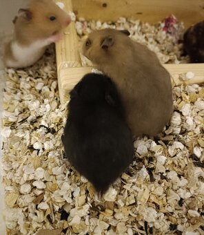 Křečci holky i kluci (syrský) - 4