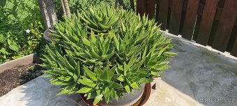 kaktus aloe - průměr rostliny 110 cm - 4