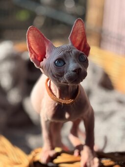 Kanadský Sphynx - 4