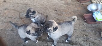 Turecký kangal - 4