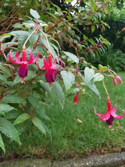 Fuchsie, fuchsie keřová, keře, trvalky, balkonové rostliny - 4