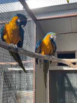 ara ararauna - 4