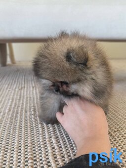 Pomeranian mini - 4