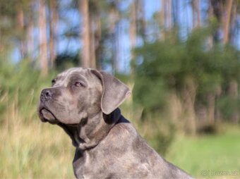Cane Corso s PP - 4