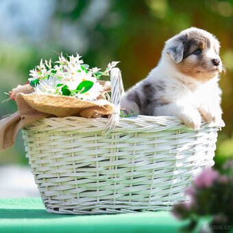 Australský ovčák Blue Merle s krátkým ocáskem PP FCI - 4