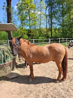 Prodám hucula 18let - 4