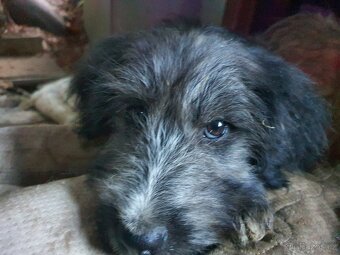 Stene krizenec borderkolie × holandsky pinc - 4