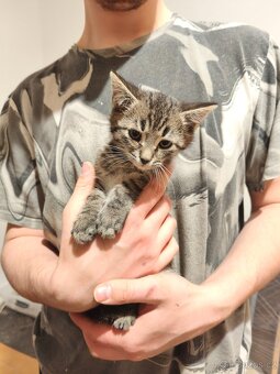 OPĚT VOLNÝ - DARUJI KOTĚ / KOCOUR - 4