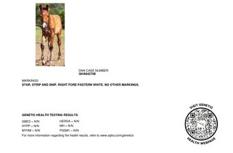 2,5 ročná AQH kobylka - 4