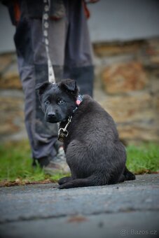 Německý ovčák s PP - 4