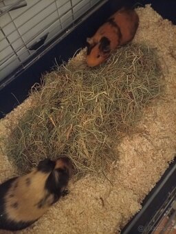 Dvě krásné morčata - 4