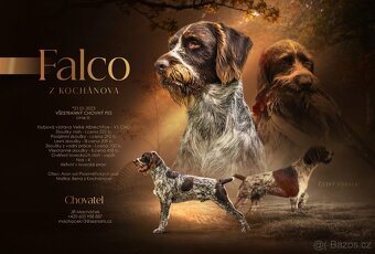 Český fousek štěňata - 4