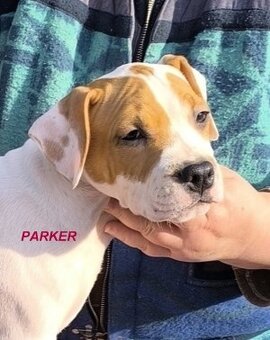 AMERICKÝ STAFORDŠÍRSKY TERIÉR s PP - 4