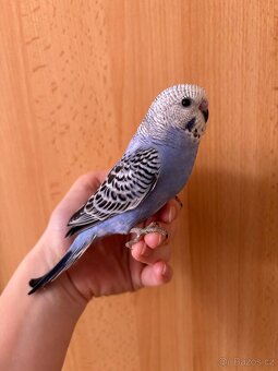 Prodám mladé andulky po vylétnutí z budky - 4