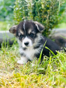 Welsh corgi pembroke s PP (FCI) - 4