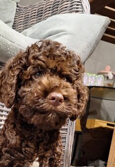 Lagotto romagnolo s PP (italský vodní pes) - 4