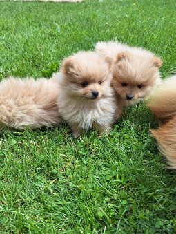 Pomeranian - 4