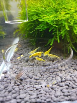 🌿 Krevetárium 30l 🌿 - 4