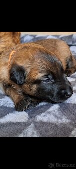 Belgický ovčák malinois s PP - 4