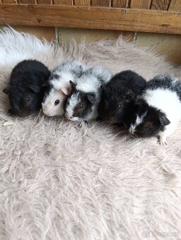 Morče  US Teddy / morčata / morčátko - 4