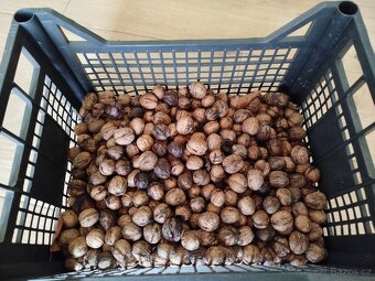 Vlašské ořechy neloupané 8 kg - 4