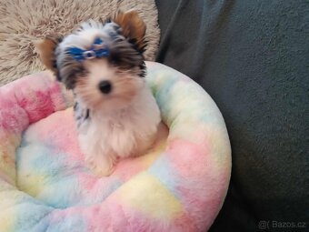 Biewer jorkširský teriér s PP - 4