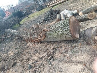 Prodám KMEN OŘEŠÁKU - 4