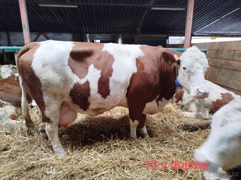 ČESTR dojnice jen do dobrých podmínek - 4