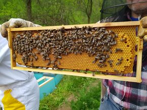 Včelí oddělky Langstroth 2/3, 5 rámků, rok 2024 - 4
