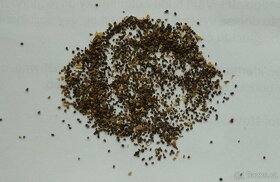 Divizna brunátná - Verbascum phoeniceum 1000 semen 50 Kč - 4