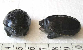 Vodní želvy klapavci salvinovi - Staurotypus salvinii - 4