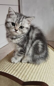 Britská koťátka WHISKAS - 4