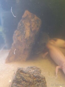 Axolotl 3x plus akvarko - 4