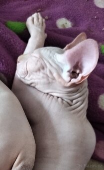 Kanadský sphynx - 4