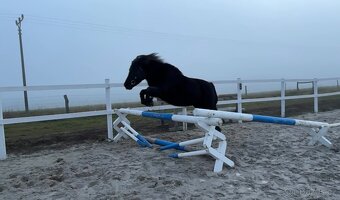 Klisna Shetlandský pony - 4