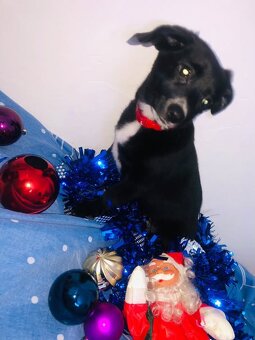 Prodám štěně labrador X Voříšek - 4